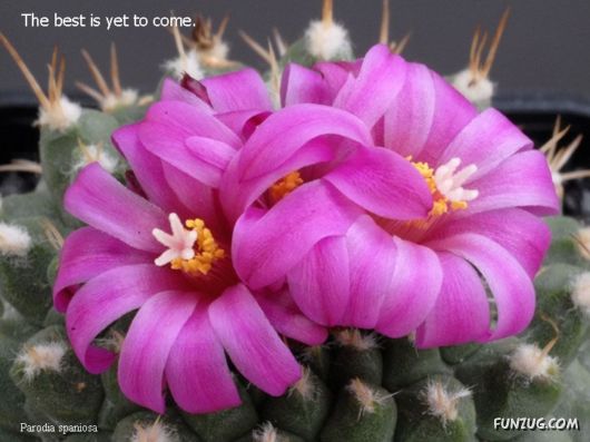Most Beautiful Cactus Plants
