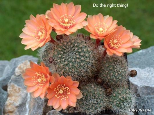 Most Beautiful Cactus Plants