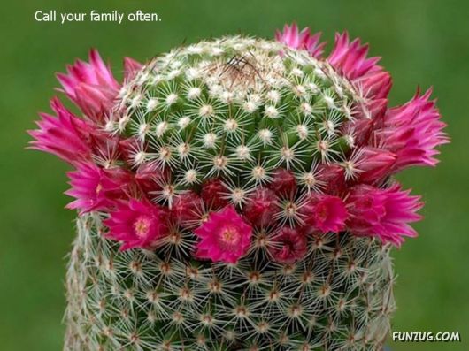 Most Beautiful Cactus Plants