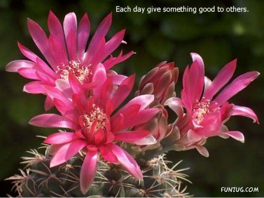 Most Beautiful Cactus Plants