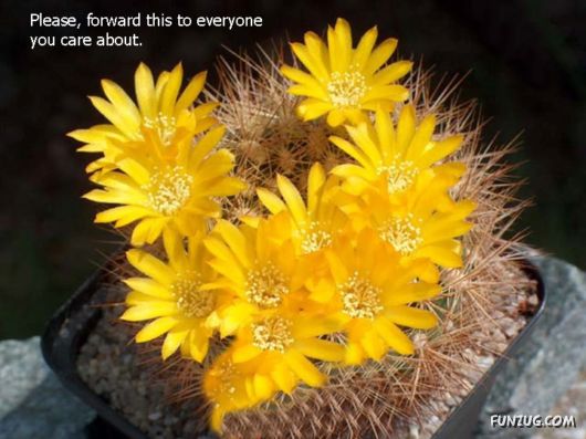 Most Beautiful Cactus Plants