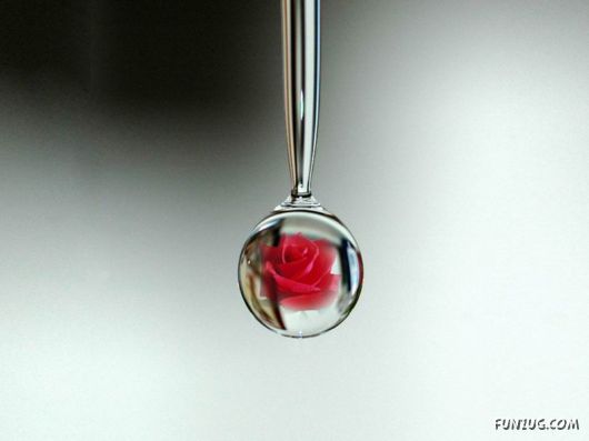 Beautiful Flowers 4 You