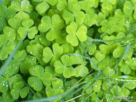 Beautiful Flowers 4 You