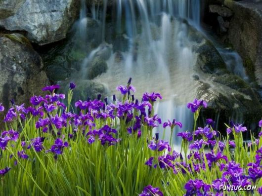 Beautiful Flowers 4 You