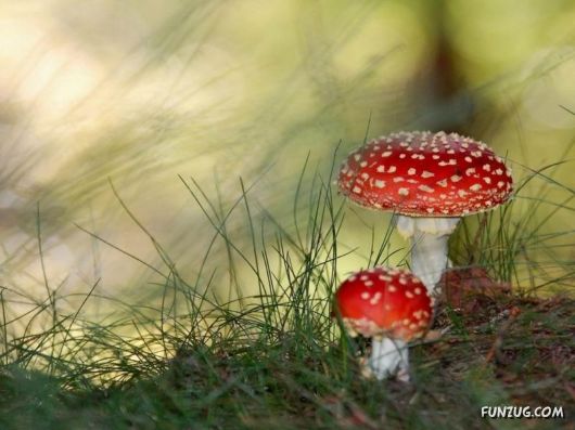 Beautiful Flowers 4 You