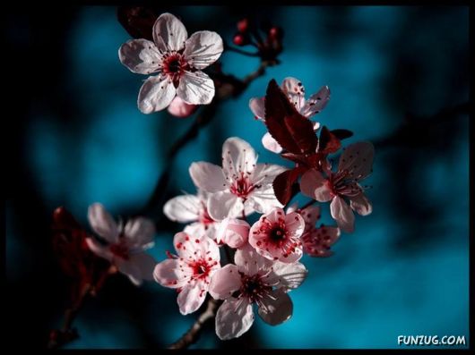 Beautiful Flowers 4 You