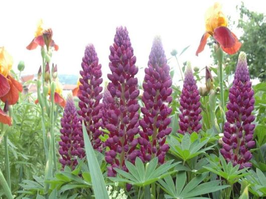 Beautiful Spring Flowers For You