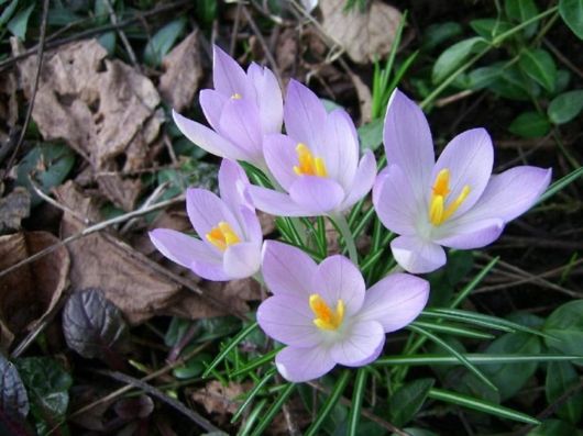 Beautiful Spring Flowers For You