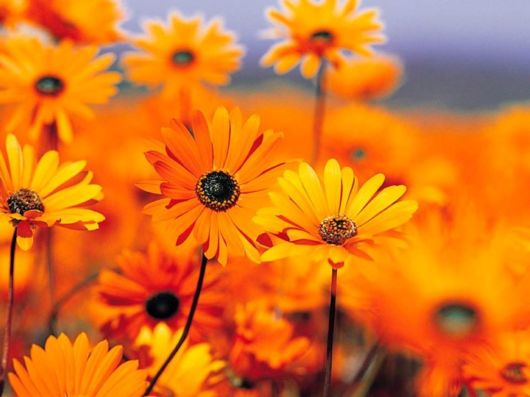 Beautiful Spring Flowers For You