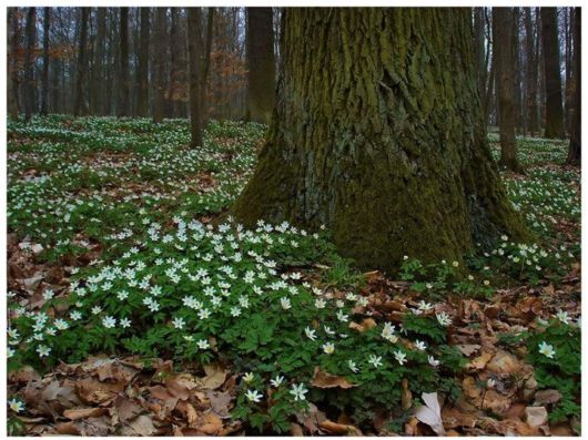 Beautiful Spring Flowers For You