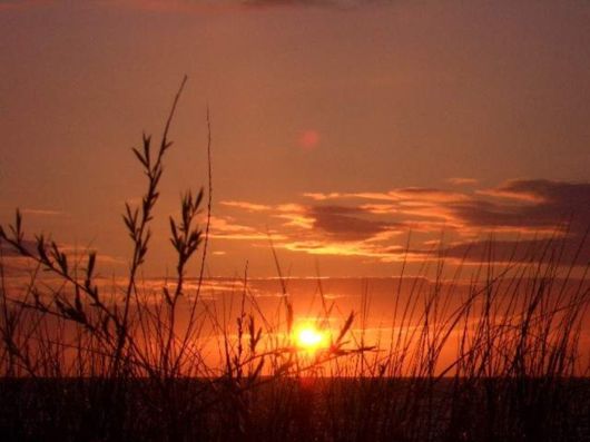 Beautiful Spring Flowers For You