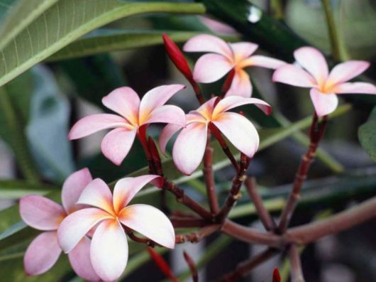 Beautiful Spring Flowers For You