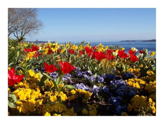 Beautiful Spring Flowers For You