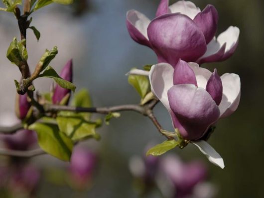 Beautiful Spring Flowers For You