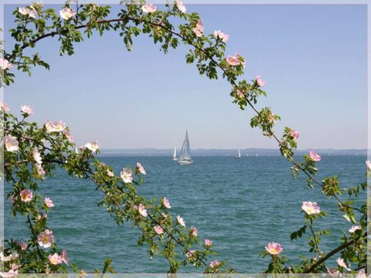 Beautiful Spring Flowers For You