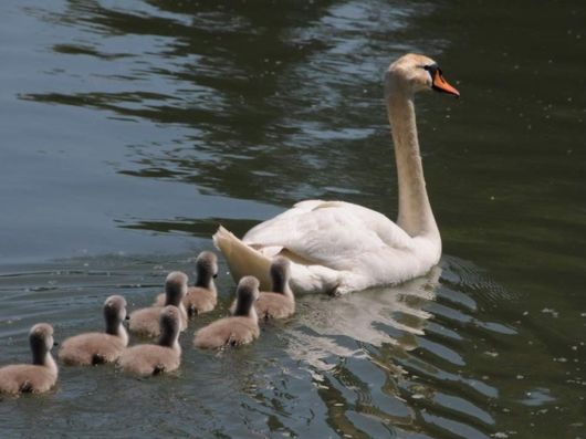Beautiful Spring Flowers For You