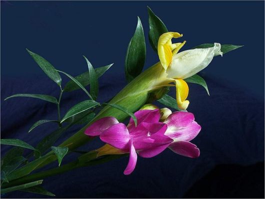 Beautiful Spring Flowers For You