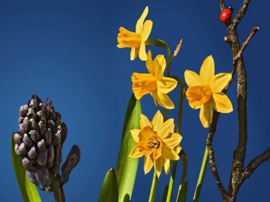 Beautiful Spring Flowers For You