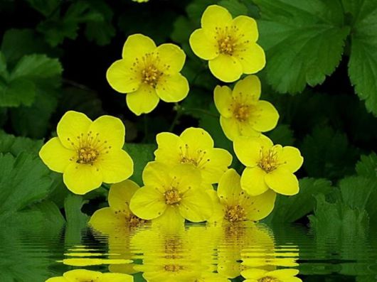 Beautiful Spring Flowers For You