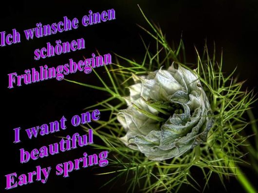 Beautiful Spring Flowers For You