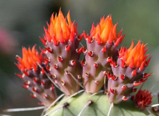 Watch the Beauty of Cactus Flowers