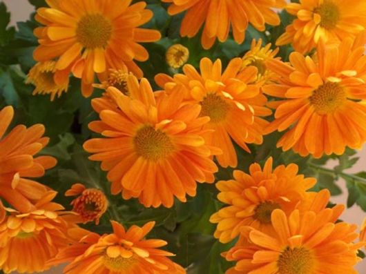 Beautiful Colors In The Nature