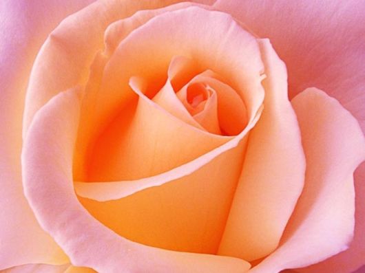 Beautiful Colors In The Nature