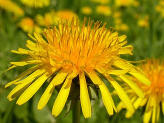 Beautiful Colors In The Nature