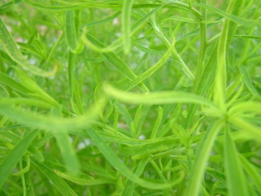 Beautiful Colors In The Nature