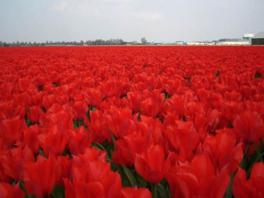 Beautiful Colors In The Nature