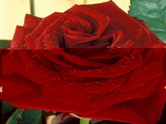 Beautiful Colors In The Nature