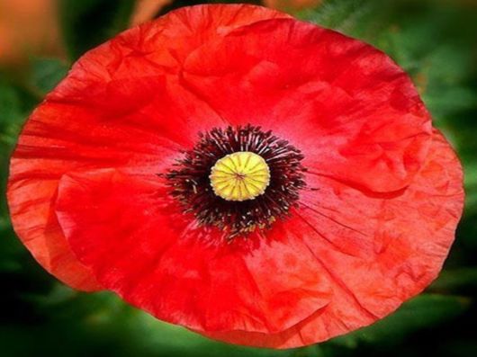 Beautiful Colors In The Nature