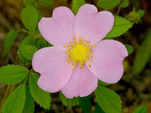 Beautiful Colors In The Nature