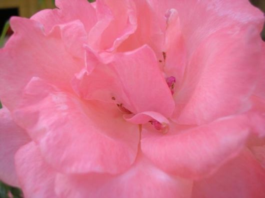 Beautiful Colors In The Nature