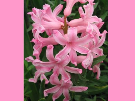 Beautiful Colors In The Nature