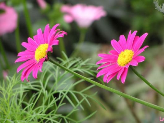 Beautiful Colors In The Nature