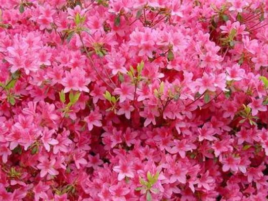 Beautiful Colors In The Nature