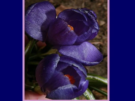 Beautiful Colors In The Nature