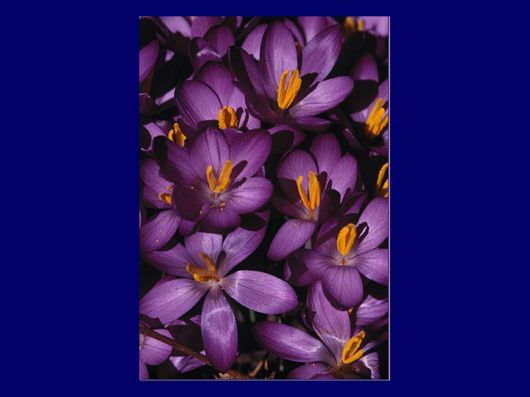 Beautiful Colors In The Nature