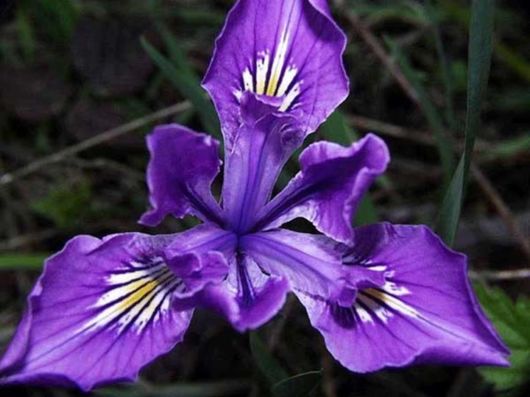 Beautiful Colors In The Nature