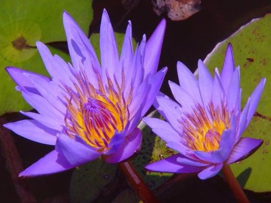 Beautiful Colors In The Nature