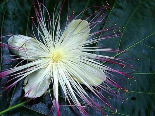 Beautiful Colors In The Nature