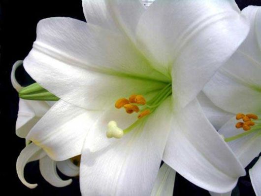 Beautiful Colors In The Nature