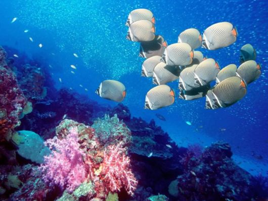 Great Underwater Photography