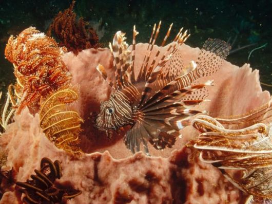 Great Underwater Photography