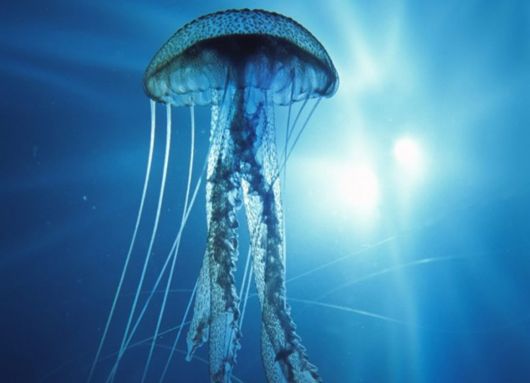 Great Underwater Photography