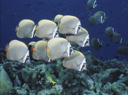 Great Underwater Photography