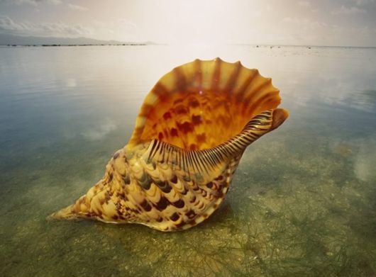 Great Underwater Photography