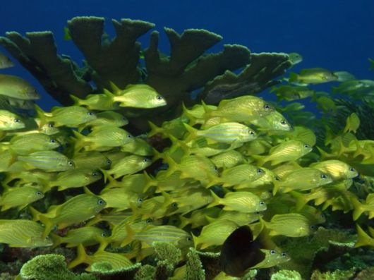 Great Underwater Photography