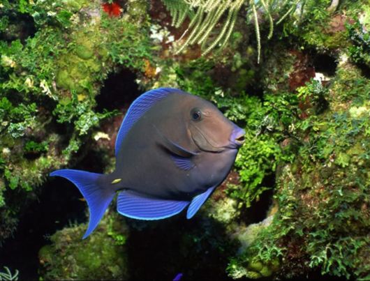 Great Underwater Photography